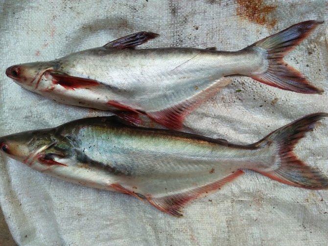 77 Koleksi Gambar Ikan Air Tawar Dan Penjelasannya Gratis Terbaru