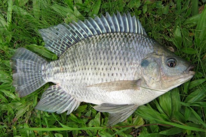 11 Jenis Ikan Air Tawar yang Sering Dikonsumsi