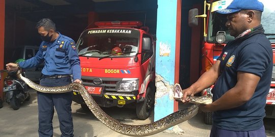 Petugas Damkar Evakuasi Ular Sanca yang Berkeliaran di Kantor Kelurahan Tajur