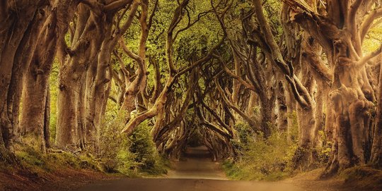 Keindahan Misterius Dark Hedges, Jalan Berhantu yang Jadi Lokasi Game of Thrones