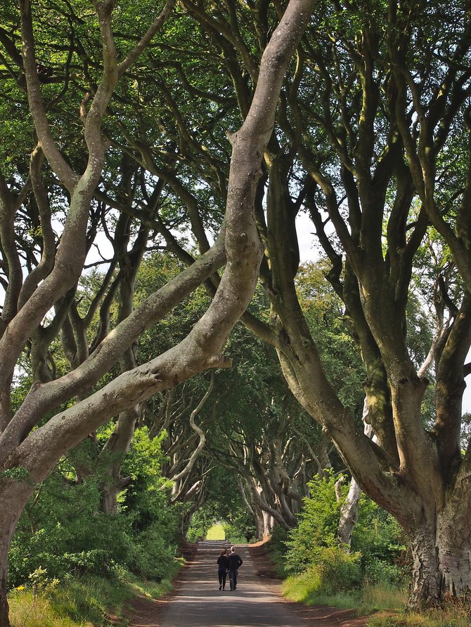 dark hedges