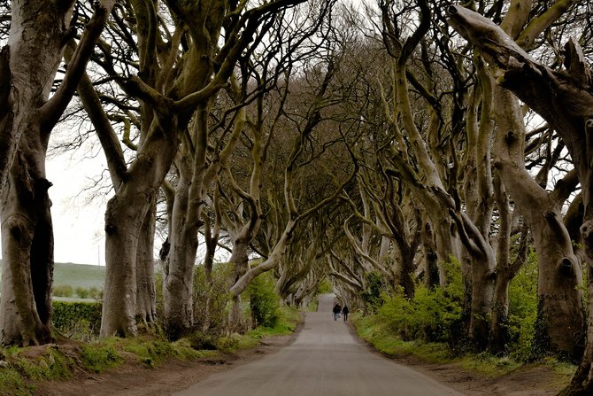 dark hedges