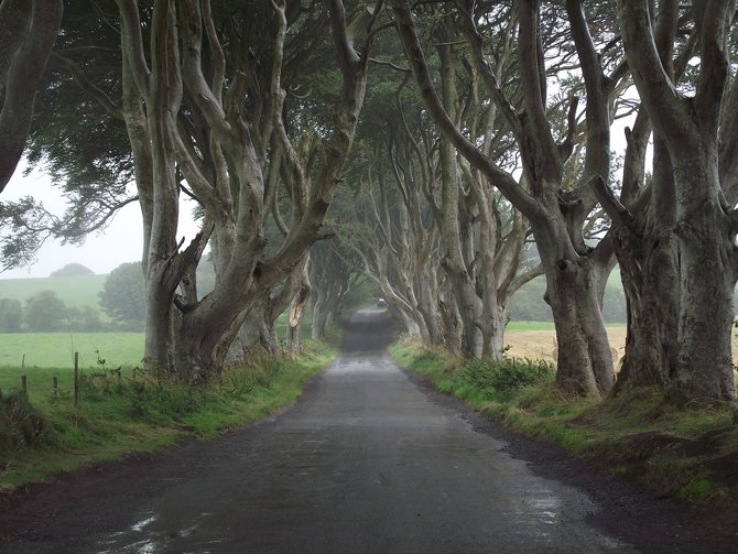 dark hedges