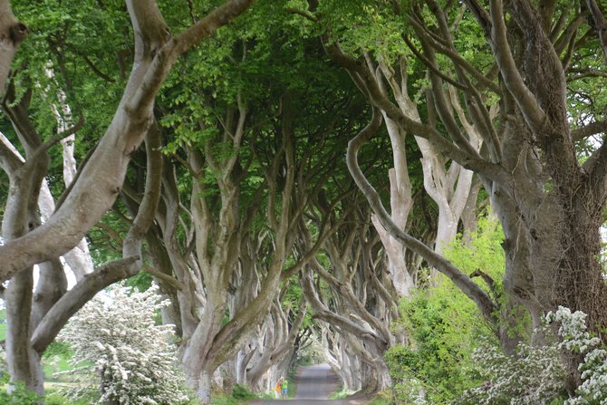 dark hedges