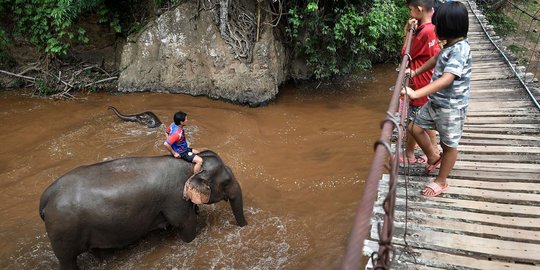 Kelaparan, Ribuan Gajah Thailand Terpaksa 'Mudik' ke Habitat