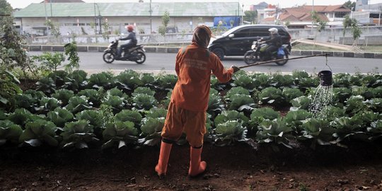 Berkebun Sayur di Tengah Pandemi