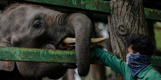 Kembali Beroperasi, Ragunan Hanya Buka Hingga Pukul 13.00 WIB