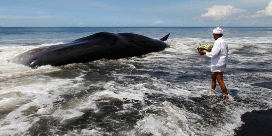 Sejumlah Warga di Gianyar Diduga Makan Ikan Paus Terdampar