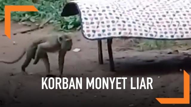 serangan monyet liar