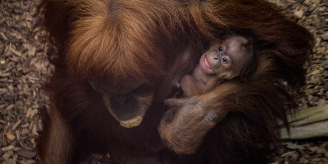Habitat Dirusak, Orangutan Masuk ke Permukiman Warga Kotawaringin Timur