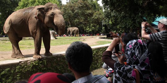 Ragunan Sepi pada Hari Pertama Beroperasi Usai Ditutup Akibat Virus Corona