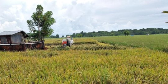 Pangan dan Pertanian Jadi Sektor Paling Kuat Saat Pandemi Virus Corona