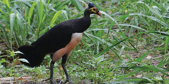 Nasib Burung Maleo di Tengah Pandemi, Hewan Endemik yang Kini Dijaga Ketat Petugas