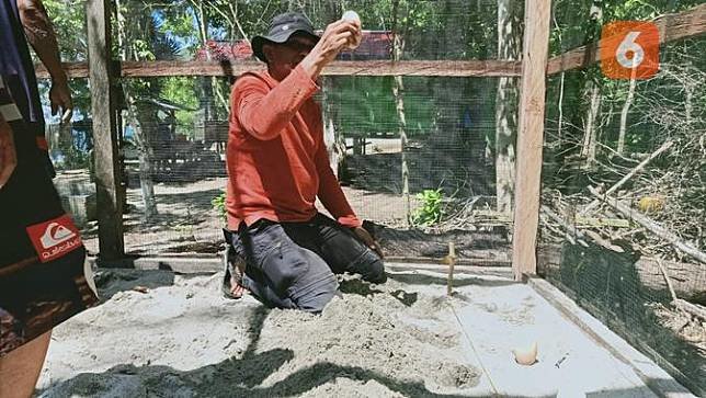 nasib burung maleo di tengah pandemi dijaga ketat petugas