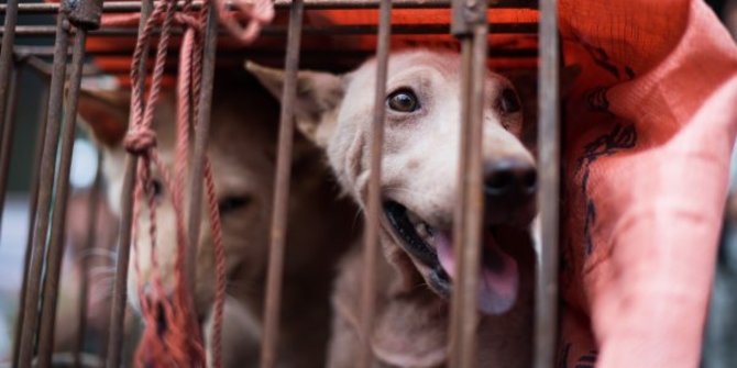 Festival Daging Anjing di China Masih Dibuka Meski di Tengah Pandemi Covid-19