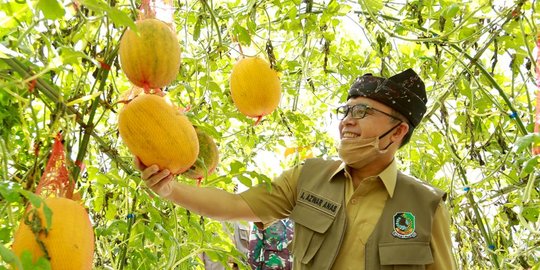 Gandeng Petani, Pemkab Banyuwangi Uji Coba 33 Varietas Melon di Agrowisata
