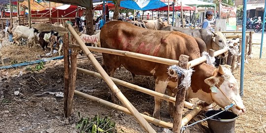 Jelang Idul Adha, 6.500 Ekor Sapi dari NTB Dikirim ke Jabodetabek