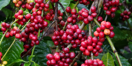 Jenis Jenis Kopi Yang Paling Populer Dari Robusta Hingga Liberika