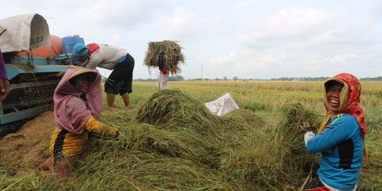 Pemerintah akan Kembangkan Kawasan Produksi Pangan di Lahan Endapan di Kalteng