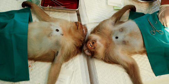 Populasi Melonjak, Monyet-Monyet di Thailand Disterilisasi