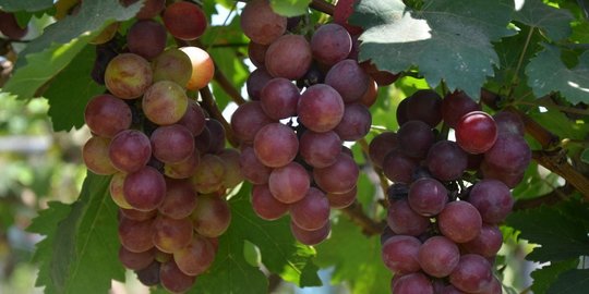Mengenal Anggur Prabu Bestari, Buah Asal Australia yang Dibudidayakan di Probolinggo