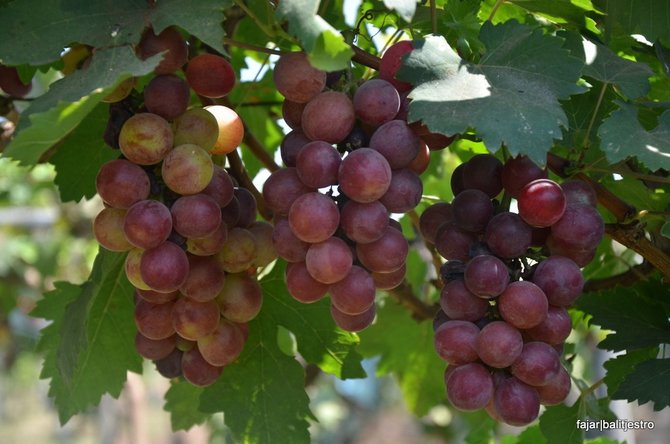 anggur merah varietas prabu bestari probolinggo