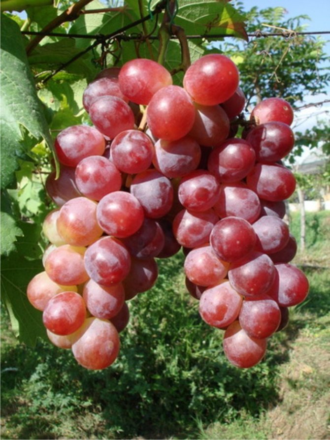 anggur merah varietas prabu bestari probolinggo