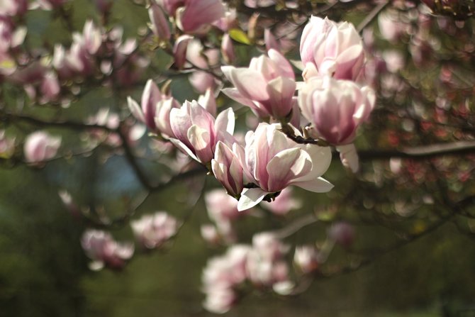 ilustrasi bunga magnolia
