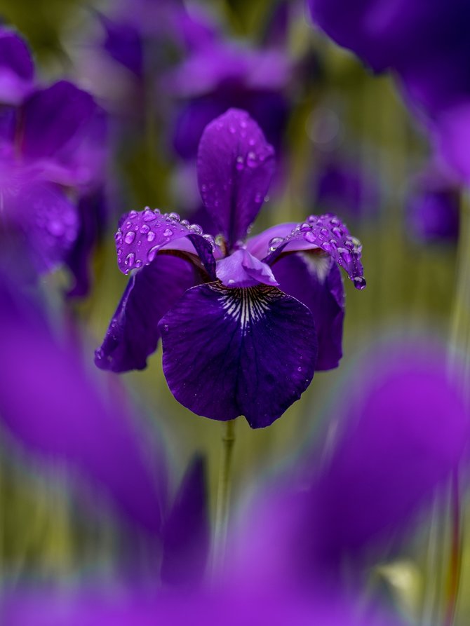 ilustrasi bunga iris