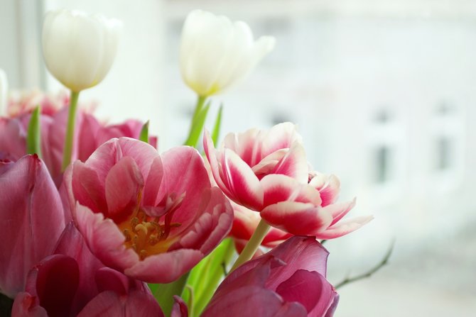 ilustrasi bunga tulip