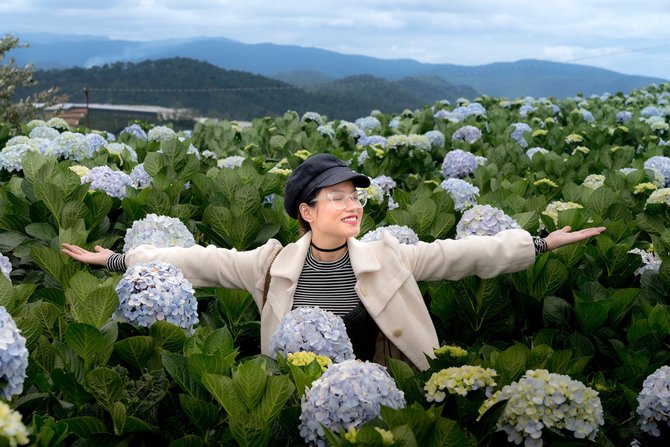 ilustrasi bunga hydrangea