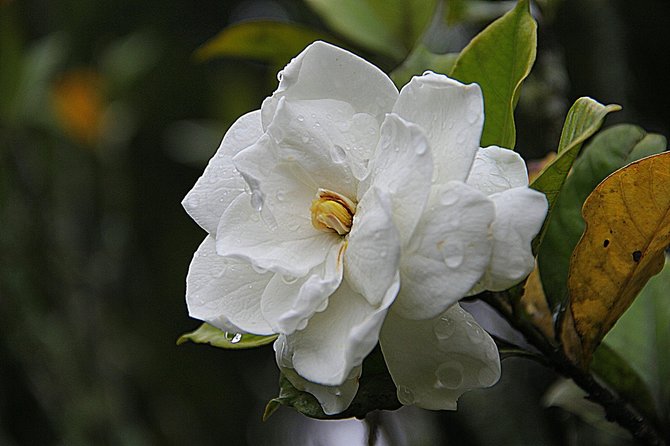 ilustrasi bunga gardenia