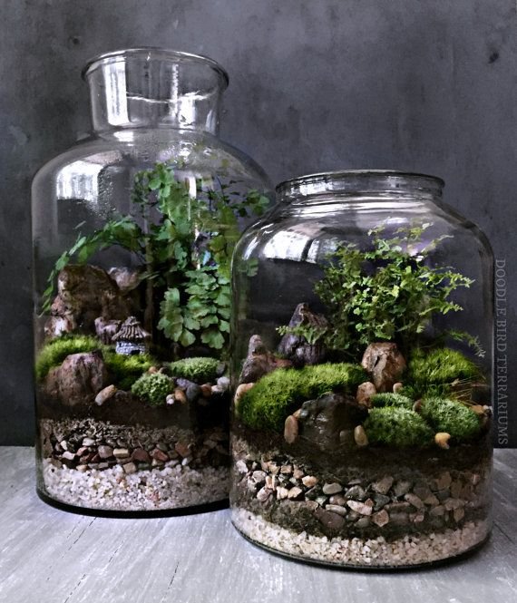 berkebun tak harus mahal anak muda ini bikin terarium dari toples bekas