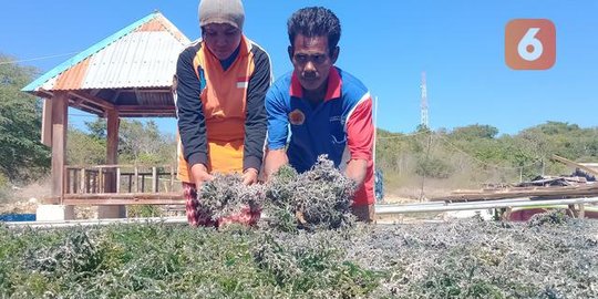 Kisah Pilu Petani Rumput Laut Terdampak Pembangunan PLTU, Rugi Ratusan Juta Rupiah