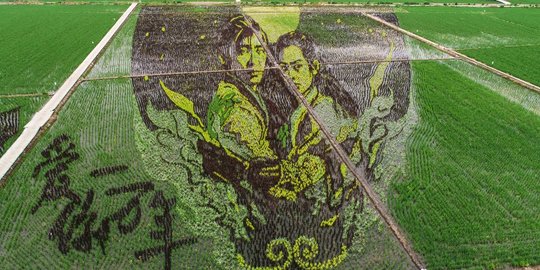 Unik, Petani di China Buat Karya Seni Raksasa dari Padi