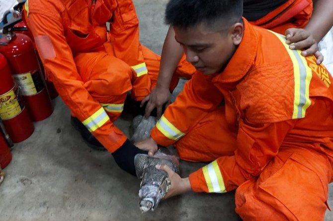 biawak masuk polsek jatinegara