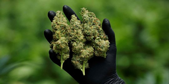 Belanja Ganja Melalui Instagram, Mahasiswa Ditangkap BNN