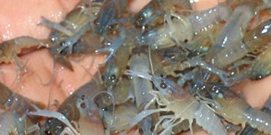 KKP Keluarkan Regulasi Pengelolaan Lobster, Ini Kata Nelayan