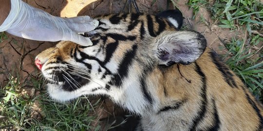 Harimau Sumatera di Aceh Diduga Mati Diracun