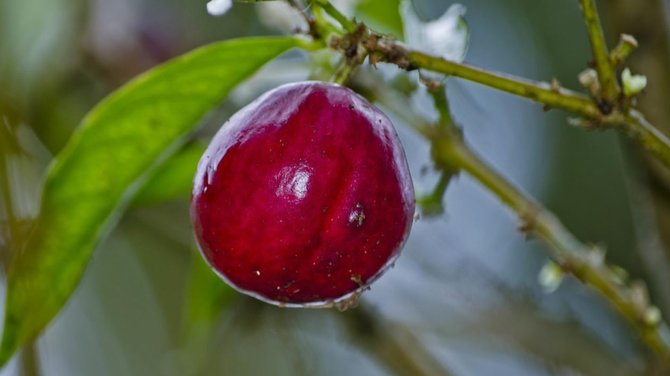 buah mahkota dewa