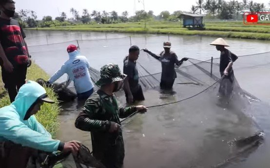 ganjar pranowo di peternakan arwana