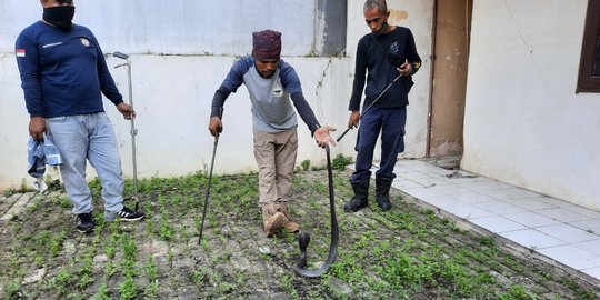 Rumah Kosong di Bekasi Timur Dihuni Ular Kobra Sepanjang 1,5 Meter