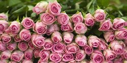 Cara Menanam Bunga Mawar Yang Mudah Dan Cepat Berbunga Merdeka Com