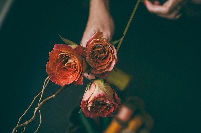 Cara  Menanam Bunga  Mawar  yang Mudah dan Cepat Berbunga 