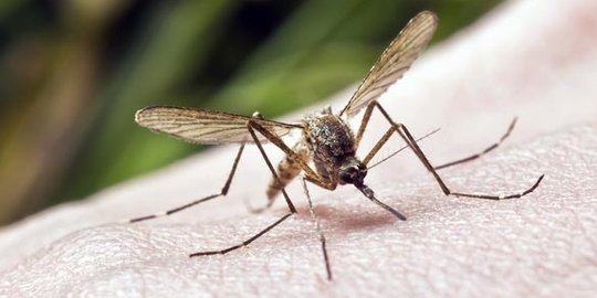 Ini Penyebab Mengapa Anak Rentan Menjadi Korban Serangan Nyamuk