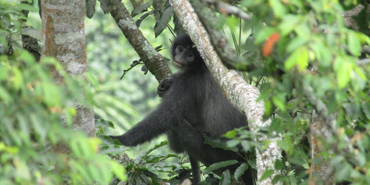 Mengenal Surili, Primata Khas Jawa Barat yang Lucu dan Menggemaskan