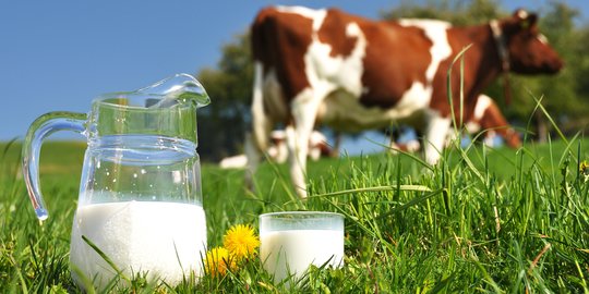 Jangan Diminum Sembarangan! Ini Sejumlah Bahaya Konsumsi Susu Mentah