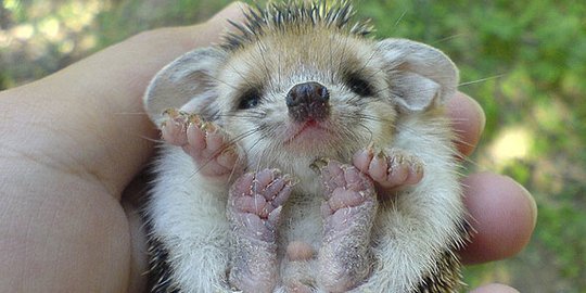 13 Potret Imut Bayi Binatang untuk Cerahkan Harimu