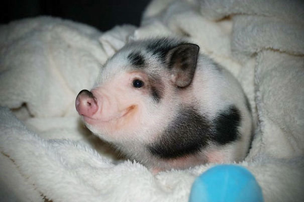 potret bayi babi