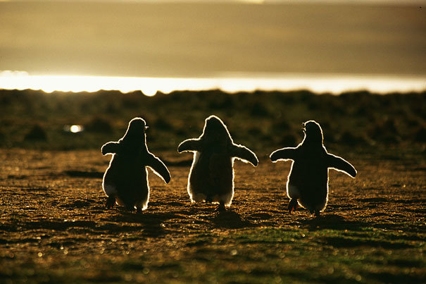 potret bayi penguin
